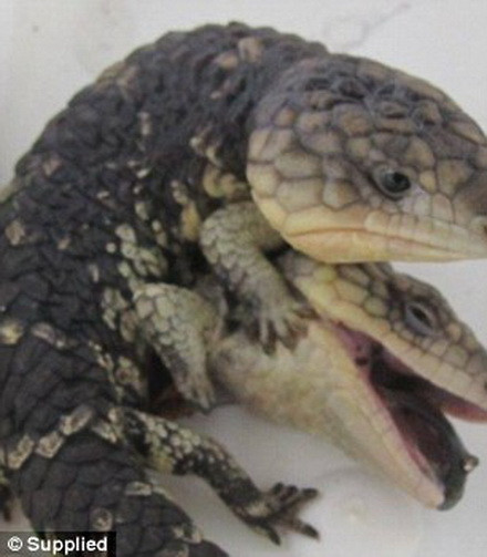 Những chú thằn lằn này thường rất khó sống lâu ngoài tự nhiên. Những chú thằn lằn này thường rất khó sống lâu ngoài tự nhiên.