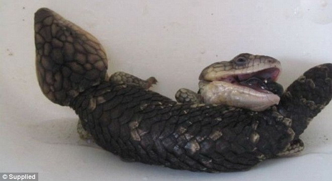 Jo cho biết, cô đã thấy con thằn lằn mẹ đẻ ba chú thằn lằn con. Jo cho biết, cô đã thấy con thằn lằn mẹ đẻ ba chú thằn lằn con.