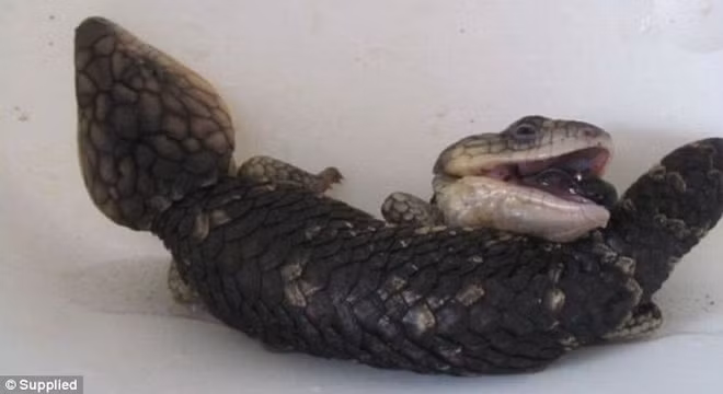 Người dân hốt hoảng khi thấy con thằn lằn hai đầu