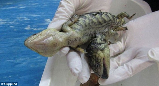 Trong khi hai anh em của mình hoàn toàn bình thường thì chú thằn lằn này lại có hai đầu và gặp nhiều khó khăn khi di chuyển. Trong khi hai anh em của mình hoàn toàn bình thường thì chú thằn lằn này lại có hai đầu và gặp nhiều khó khăn khi di chuyển.