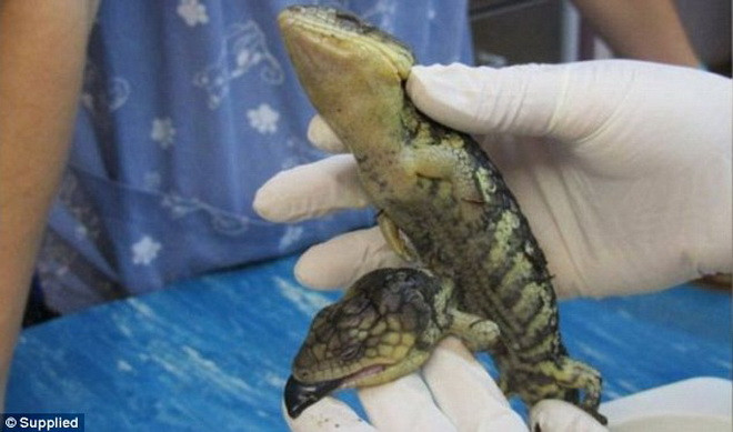 Các bác sỹ của Bệnh viện thú y Dunsborough cho biết, con thằn lằn đặc biệt trên dài khoảng 13cm và sức khỏe hoàn toàn bình thường. Các bác sỹ của Bệnh viện thú y Dunsborough cho biết, con thằn lằn đặc biệt trên dài khoảng 13cm và sức khỏe hoàn toàn bình thường.