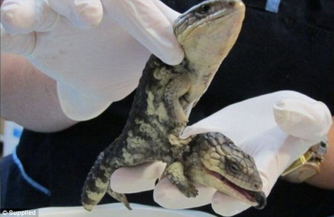 Jo đã đem con thằn lằn tới Bệnh viện thú y Dunsborough. Jo đã đem con thằn lằn tới Bệnh viện thú y Dunsborough.