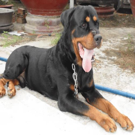 Vụ đàn chó lao vào cắn chủ: Nạn nhân bị đứt gân, phải phẫu thuật 2 lần - Ảnh 2