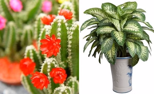 Trồng cây theo 12 con giáp, vừa đẹp nhà mà tiền cũng vô tới tấp - Ảnh 2