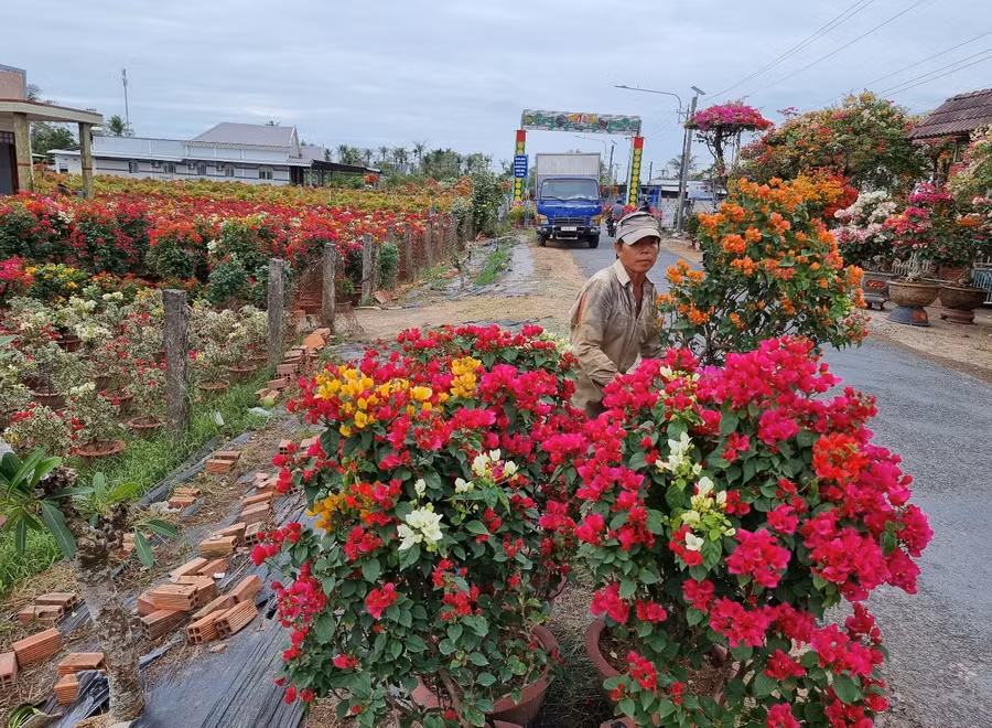 Hoa giấy đưa từ vườn ra đường giao thông để vận chuyển đến các chợ hoa xuân.