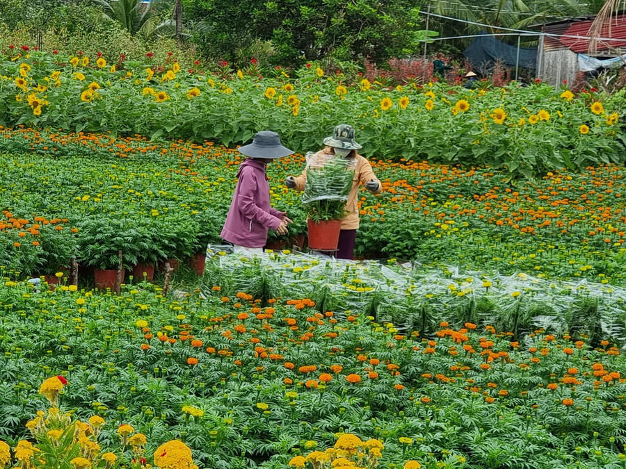 Vạn thọ là một trong những loại hoa Tết chủ lực của làng hoa Chợ Lách. Vạn thọ là một trong những loại hoa Tết chủ lực của làng hoa Chợ Lách.