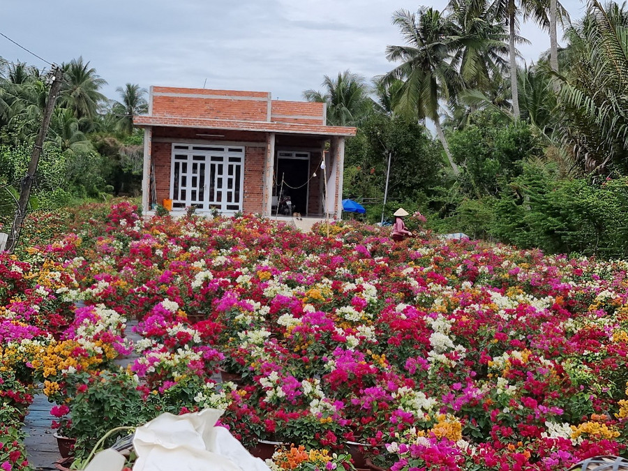Vườn hoa giấy tỏa sắc. Vườn hoa giấy tỏa sắc.