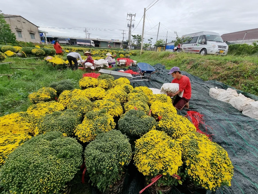 Chủ vườn cúc mâm xôi cung ứng hoa cho thương lái. 