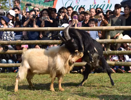 Canh choi de dau xuan hai huoc o Ha Noi - Anh 5