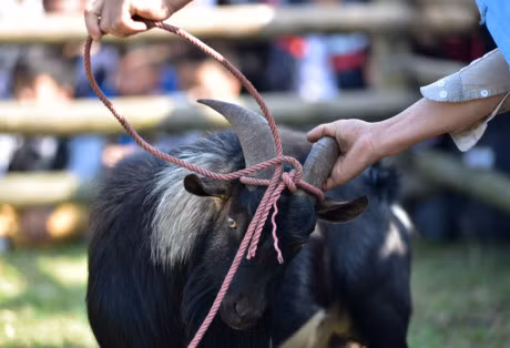 Canh choi de dau xuan hai huoc o Ha Noi - Anh 3