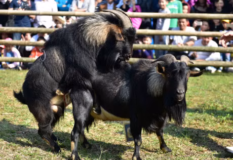 Canh choi de dau xuan hai huoc o Ha Noi - Anh 9