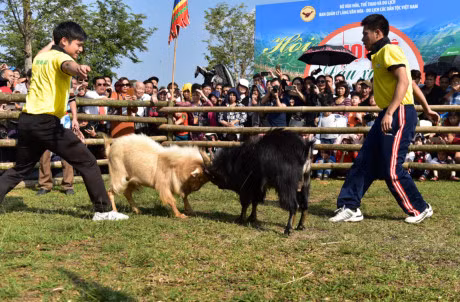 Canh choi de dau xuan hai huoc o Ha Noi - Anh 4