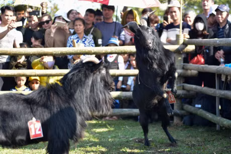 Canh choi de dau xuan hai huoc o Ha Noi - Anh 7