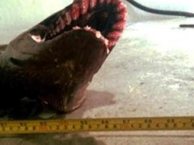 Hốt hoảng với con cá mập “thời tiền sử” có... 300 cái răng ảnh 2 Hốt hoảng với con cá mập “thời tiền sử” có... 300 cái răng ảnh 2