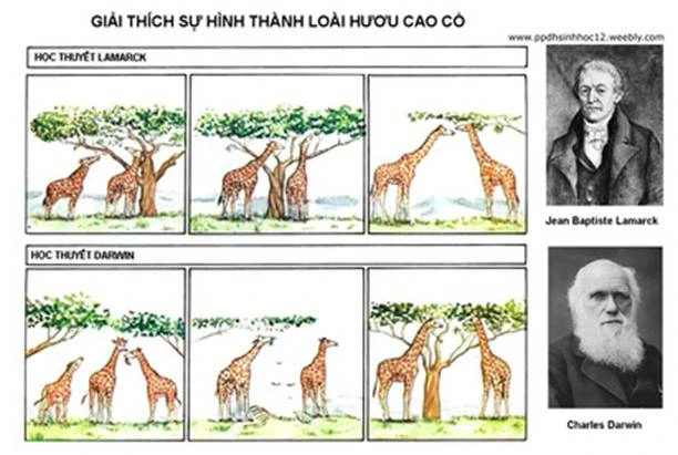 Hình minh họa học thuyết tiến hóa của Lamac và của Đacuyn.