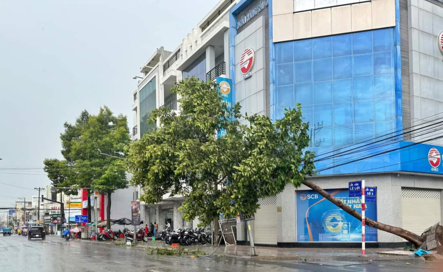Một cây xanh bị bật gốc do mưa to gió lớn. (Ảnh: Page TP Châu Đốc)