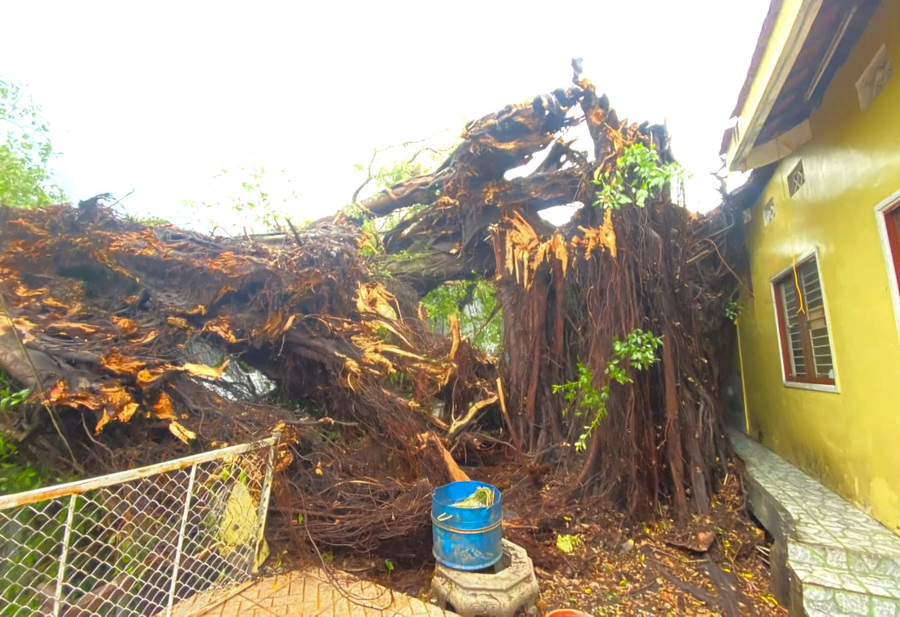 Cây da cổ thụ ở xã Châu Phong, thị xã Tân Châu gãy đôi trong cơn mưa dông. (Ảnh: Page TP Châu Đốc)