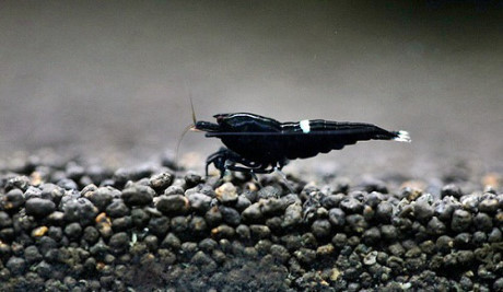 6 loai thuc pham co gia “cao cat co” tren the gioi - Anh 5