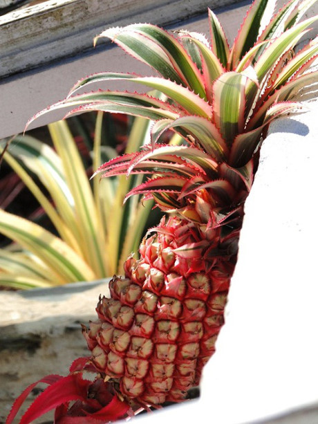 6 loai thuc pham co gia “cao cat co” tren the gioi - Anh 7