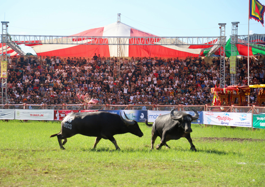 &quot;Ông trâu&quot; 05 của ông Hoàng Đức Tiến, phường Bàng La thắng &quot;ông trâu&quot; 15 của ông Phạm Văn Hiệu, phường Hợp Đức.