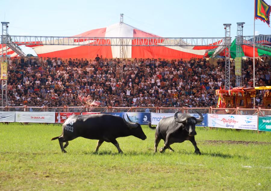 "Ông trâu" 05 của ông Hoàng Đức Tiến, phường Bàng La thắng "ông trâu" 15 của ông Phạm Văn Hiệu, phường Hợp Đức.