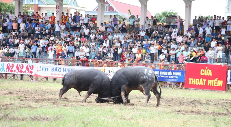 &quot;Ông trâu&quot; số 12 của ông Lưu Đình Toàn Thắng, phường Minh Đức gặp &quot;ông trâu&quot; số 02 của ông Đinh Xuân Sơn, phường Vạn Hương.