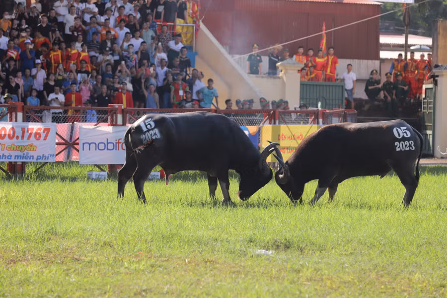 Chính thức diễn ra Lễ hội chọi trâu Đồ Sơn 2023. (Ảnh Đàm Thanh).