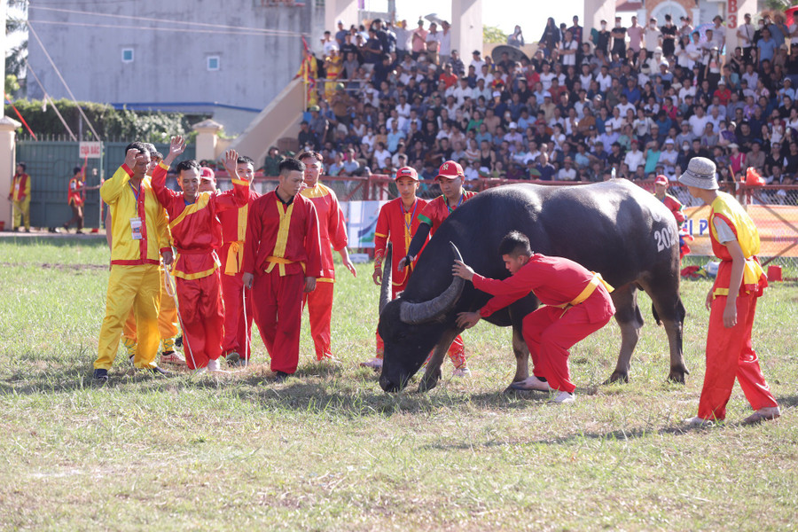 Lễ hội chọi trâu Đồ Sơn mang đậm nét văn hóa truyền thống của người miền biển.