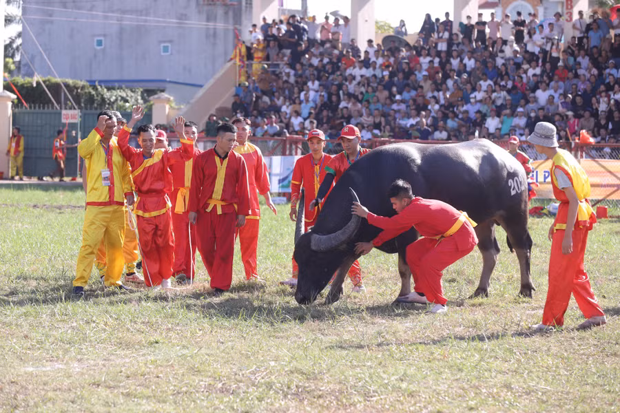 Lễ hội chọi trâu Đồ Sơn mang đậm nét văn hóa truyền thống của người miền biển.