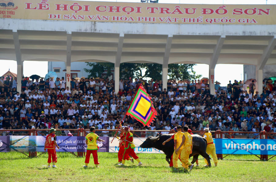 &quot;Ông trâu&quot; được rước ra sân chọi.