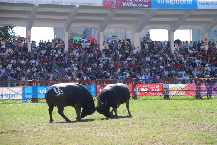 Khán giả mãn nhãn với những kháp đấu gây cấn của các &quot;ông trâu&quot;.