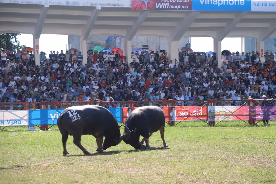 Khán giả mãn nhãn với những kháp đấu gây cấn của các "ông trâu".