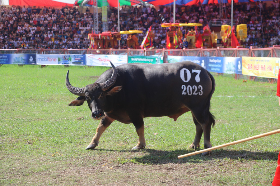 &quot;Ông trâu&quot; 07 của ông Hoàng Gia Văn, phường Bàng La.