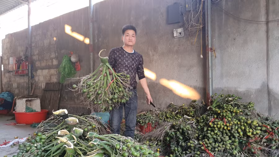 Anh Hồng đang phân loại cau trước khi sơ chế đưa vào lò sấy.