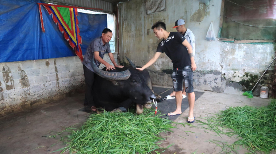 Ông Hoàng Đức Tiến (bên trái) chủ trâu 05 và thanh niên trong làng vuốt ve &quot;ông trâu&quot; trước ngày tham gia lễ hội.
