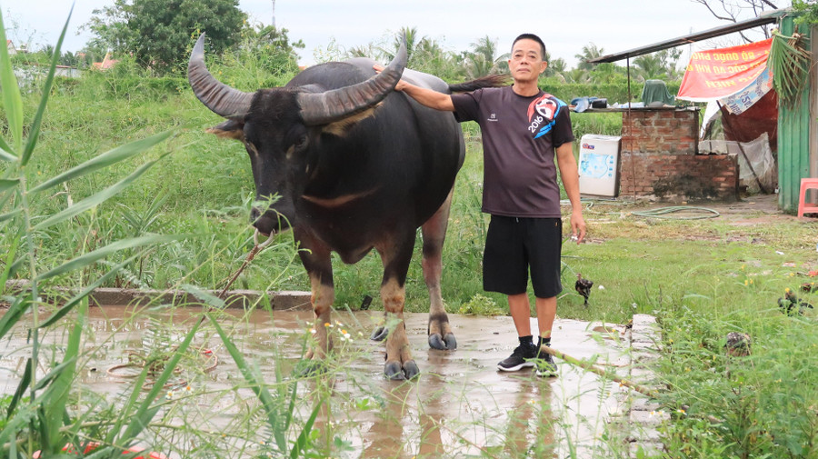 Ông Đoàn Văn Thọ chủ trâu 04, lần đầu tham gia chọi trâu.