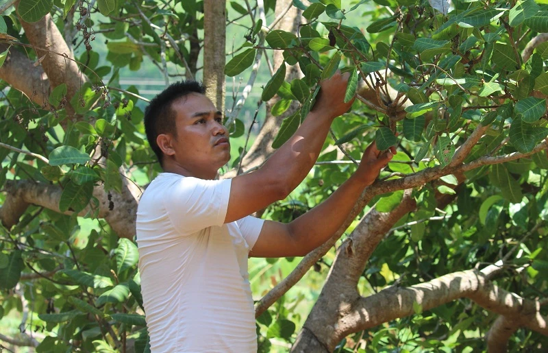 Nhờ áp dụng khoa học kĩ thuật vào sản xuất, mỗi năm gia đình A Thái thu nhập được khoảng 300 triệu đồng.