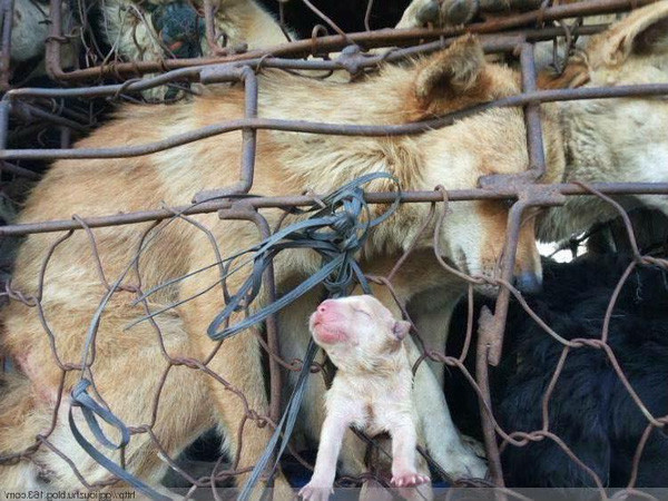 Hình ảnh thắt tim: Chó mẹ cố đẩy chó con thoát khỏi lồng nhốt đến lò mổ - Ảnh 1. Hình ảnh thắt tim: Chó mẹ cố đẩy chó con thoát khỏi lồng nhốt đến lò mổ - Ảnh 1.