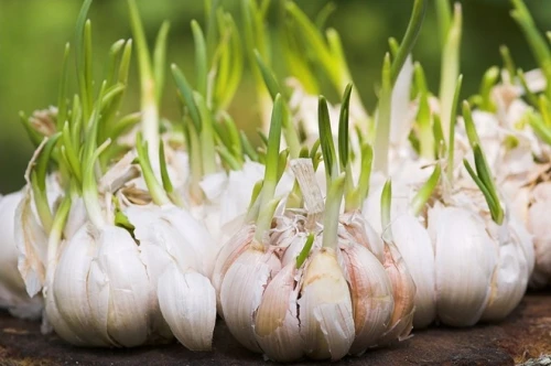 Thực hư tỏi mọc mầm chữa bệnh ung thư tốt nhất quả đất?