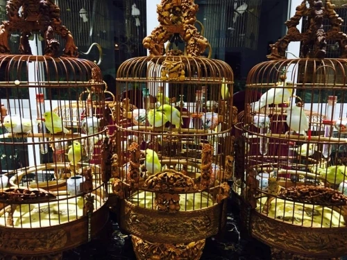 Chim trăm triệu của ông "vua chim màu Việt Nam" khiến dân chơi "điên đảo"