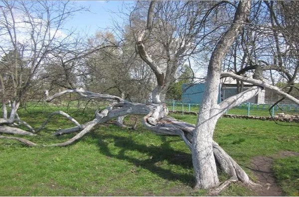 Cây táo cổ thụ tán rộng bằng 10 sân bóng ảnh 4