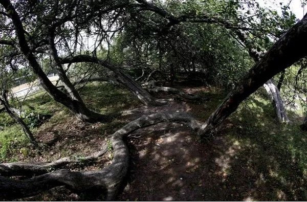 Cây táo cổ thụ tán rộng bằng 10 sân bóng ảnh 6