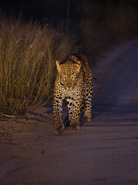 Cướp mồi của linh cẩu, báo đốm ăn thịt trăn khổng lồ ảnh 1