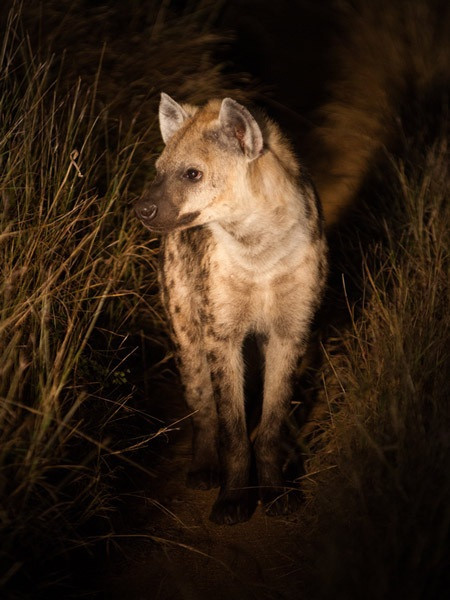 Cướp mồi của linh cẩu, báo đốm ăn thịt trăn khổng lồ ảnh 2
