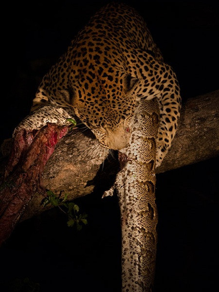 Cướp mồi của linh cẩu, báo đốm ăn thịt trăn khổng lồ ảnh 5