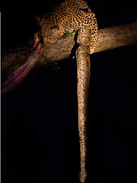 Cướp mồi của linh cẩu, báo đốm ăn thịt trăn khổng lồ ảnh 6