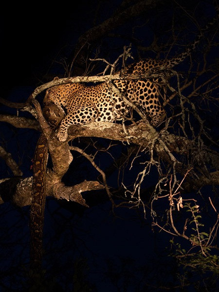 Cướp mồi của linh cẩu, báo đốm ăn thịt trăn khổng lồ ảnh 4