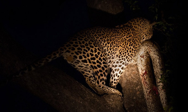 Cướp mồi của linh cẩu, báo đốm ăn thịt trăn khổng lồ ảnh 3