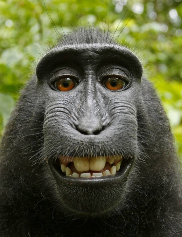 PETA đòi bản quyền cho bức ảnh tự sướng của một con khỉ ảnh 1 Tấm Selfie gây tranh cãi của Naruto