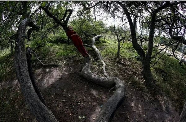 Cây táo cổ thụ tán rộng bằng 10 sân bóng ảnh 3